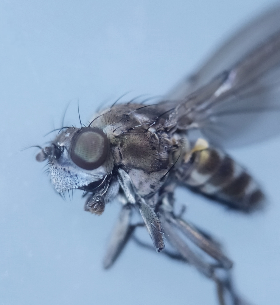 Paracoenia