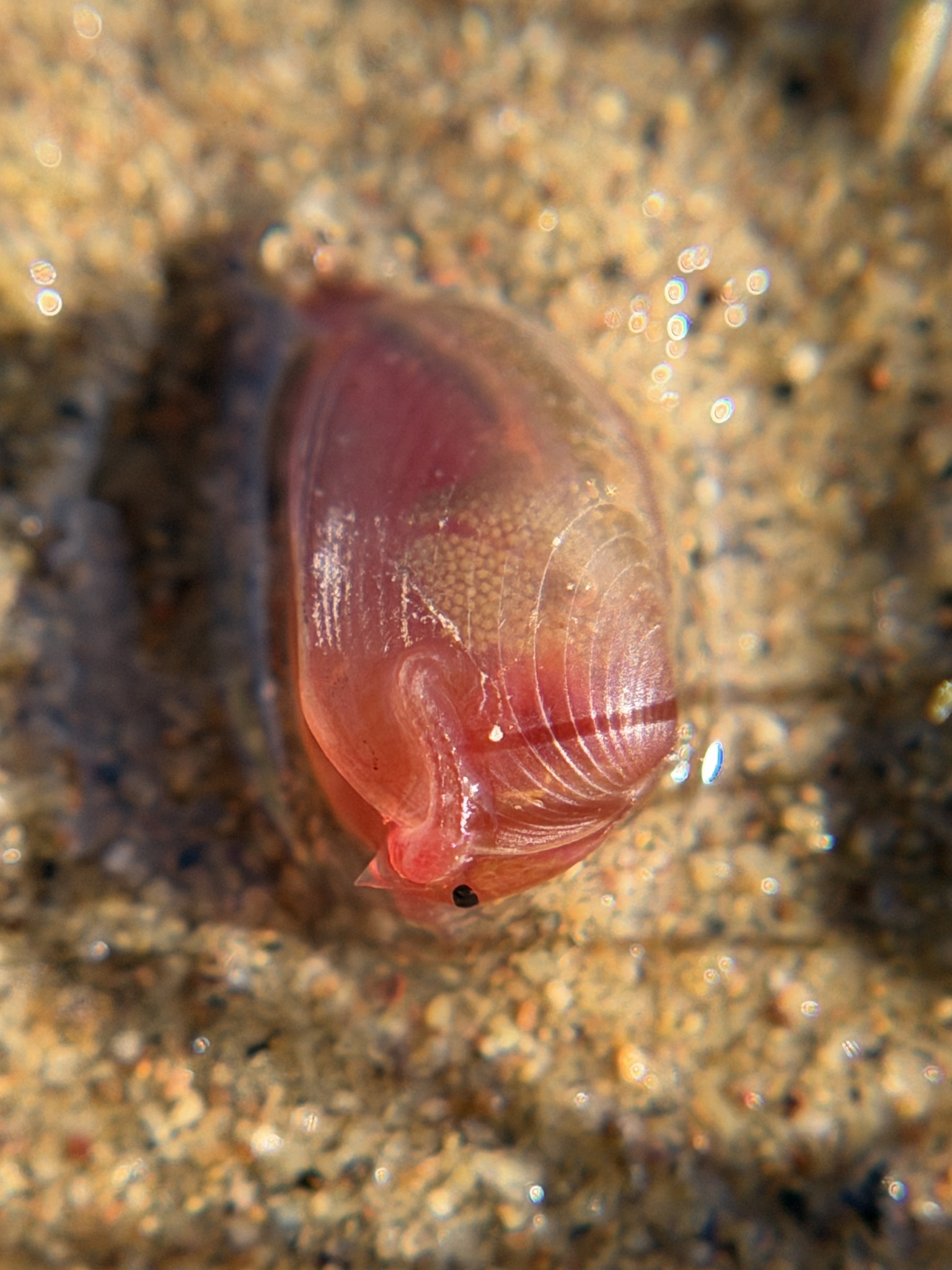 Cyzicus californicus (Packard, 1874)