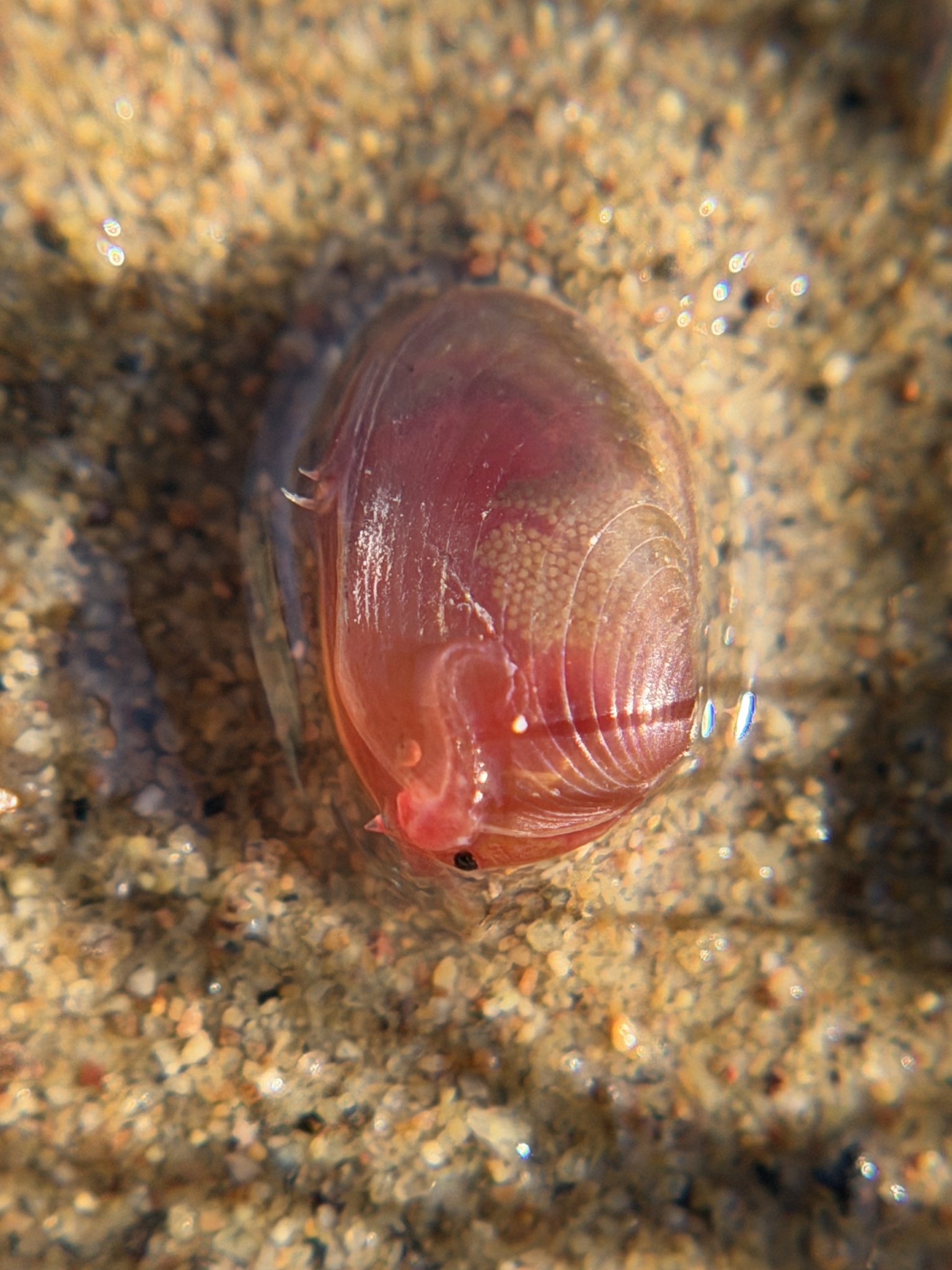 Cyzicus californicus (Packard, 1874)