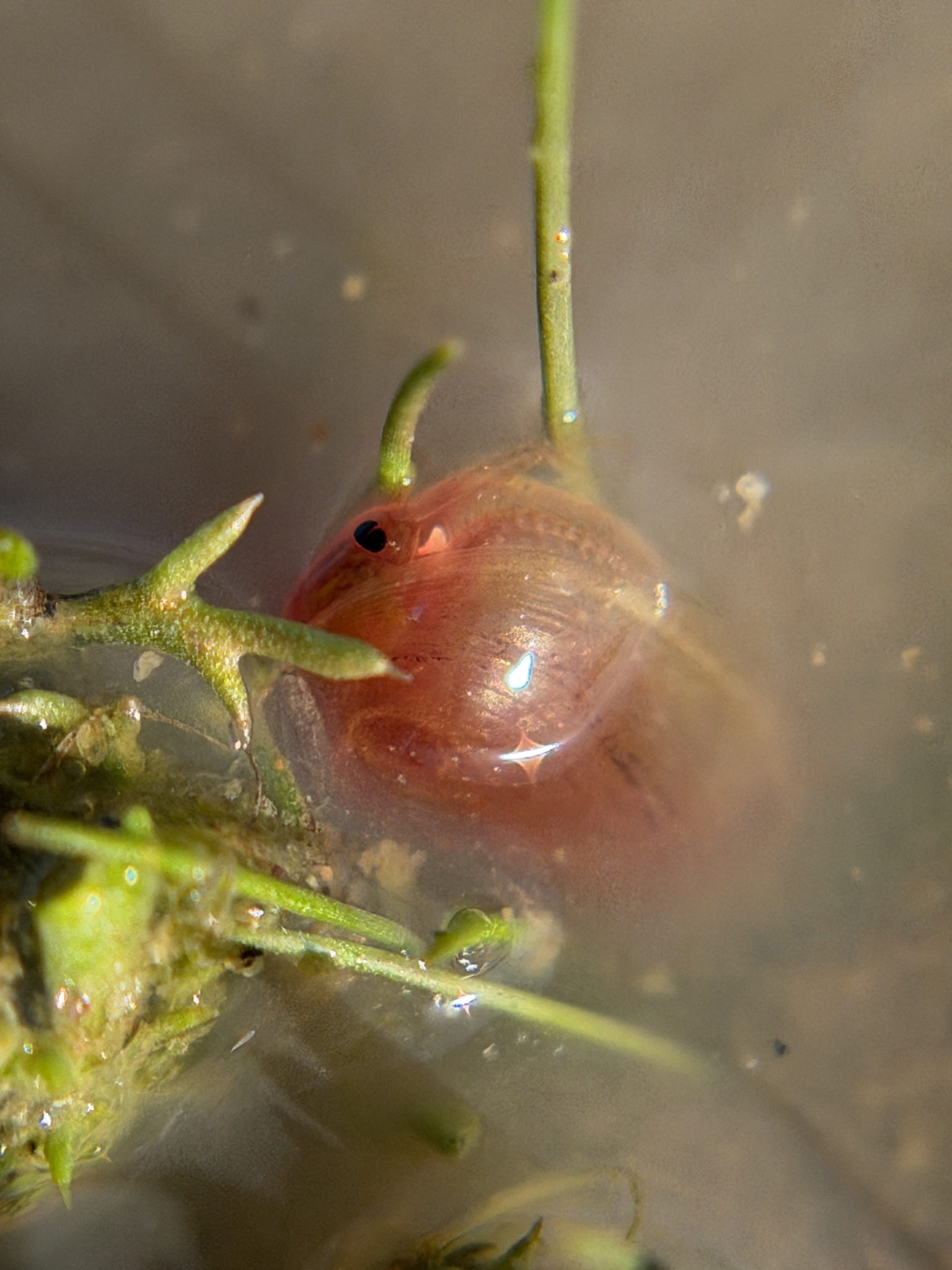 Cyzicus californicus (Packard, 1874)