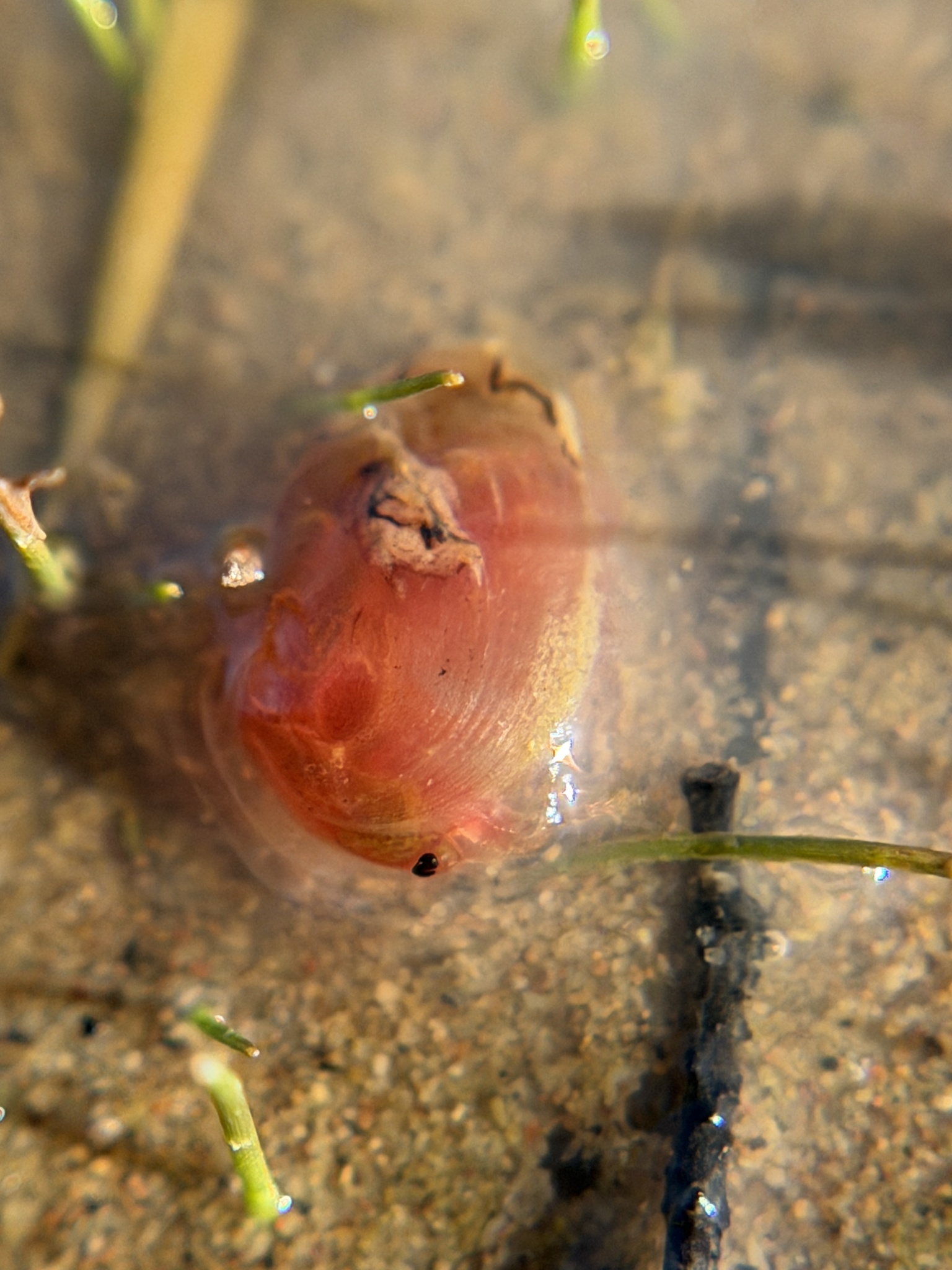 Cyzicus californicus (Packard, 1874)