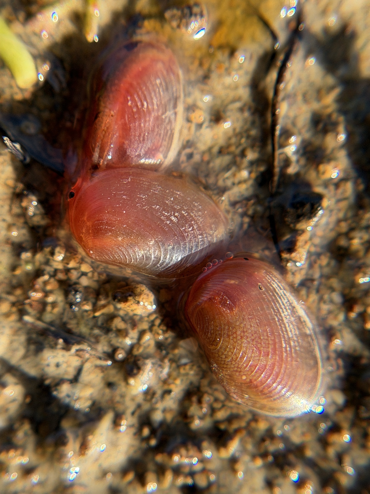Cyzicus californicus (Packard, 1874)