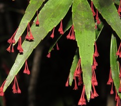 Phyllanthus arbuscula