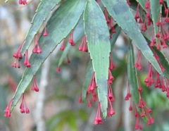 Phyllanthus arbuscula