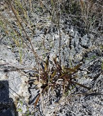 Helenium pinnatifidum