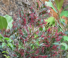 Phyllanthus arbuscula