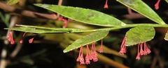 Phyllanthus arbuscula