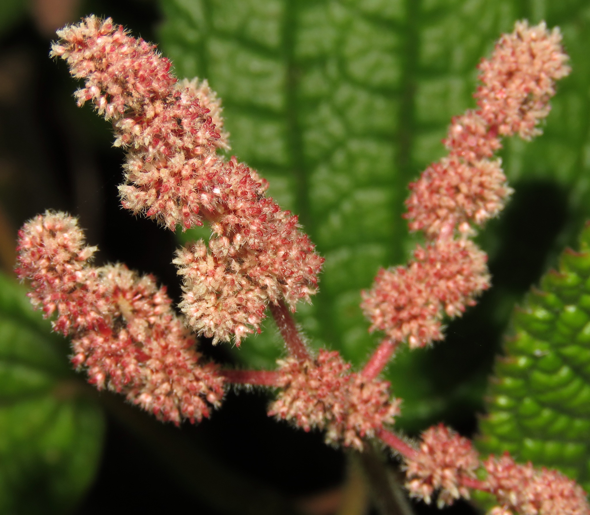 Pilea