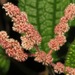 Pilea - Photo (c) Rich Hoyer,  זכויות יוצרים חלקיות (CC BY-NC-SA), uploaded by Rich Hoyer