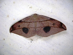 Hypochrosini