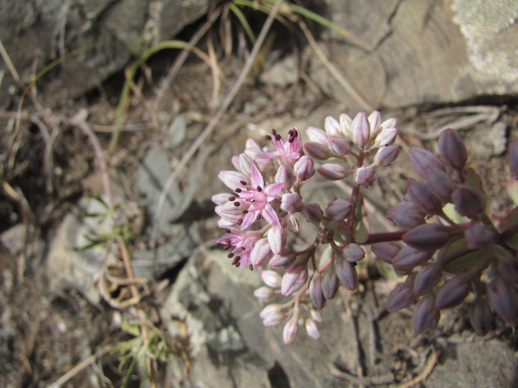Sedum altaicum Don