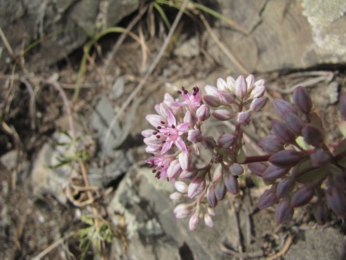 Sedum ewersii