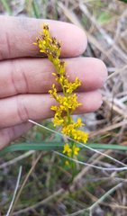 Solidago chrysopsis