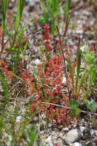 Crassula alata