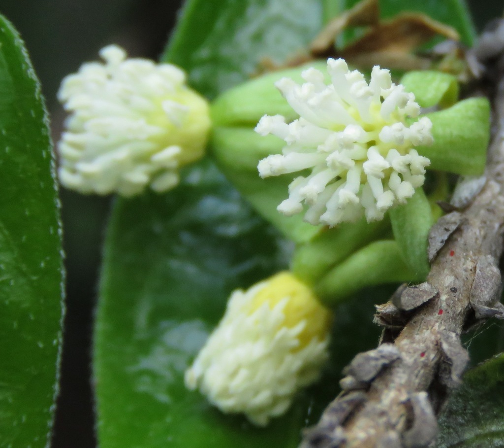 Tragiinae