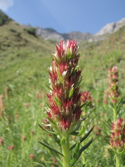 Rhodiola semenovii
