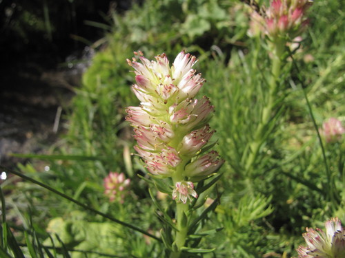 Rhodiola semenovii, photograph 1