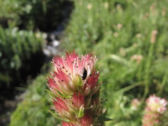 Rhodiola semenovii, photograph Сергей Крыленко, CC BY, iNaturalist via GBIF