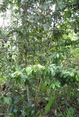 Psidium montanum