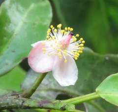 Psidium montanum