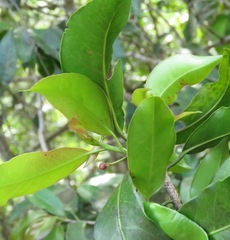 Psidium montanum