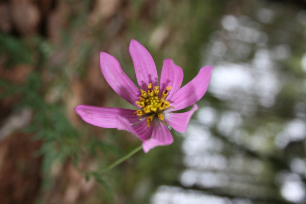 Cosmos sherffii