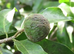 Psidium montanum