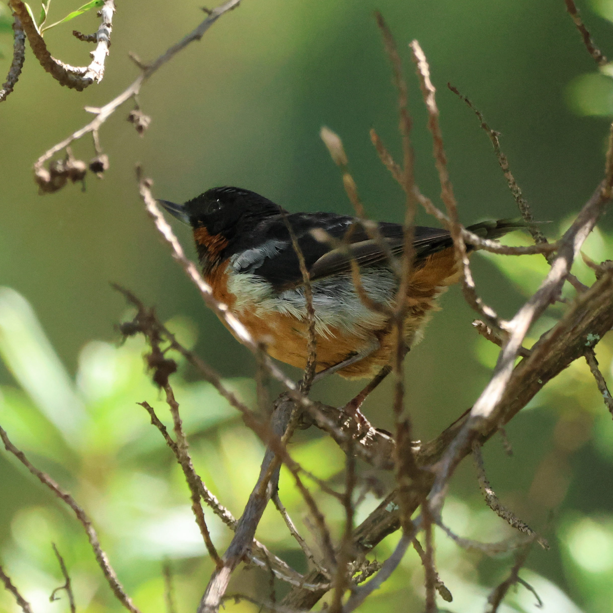 Black-throated Flowerpiercer (Diglossa brunneiventris), photo 10