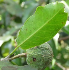 Psidium montanum