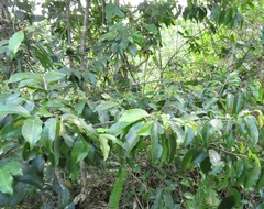 Psidium montanum
