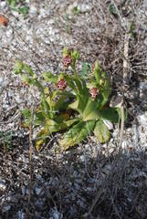 Ophrys umbilicata flavomarginata