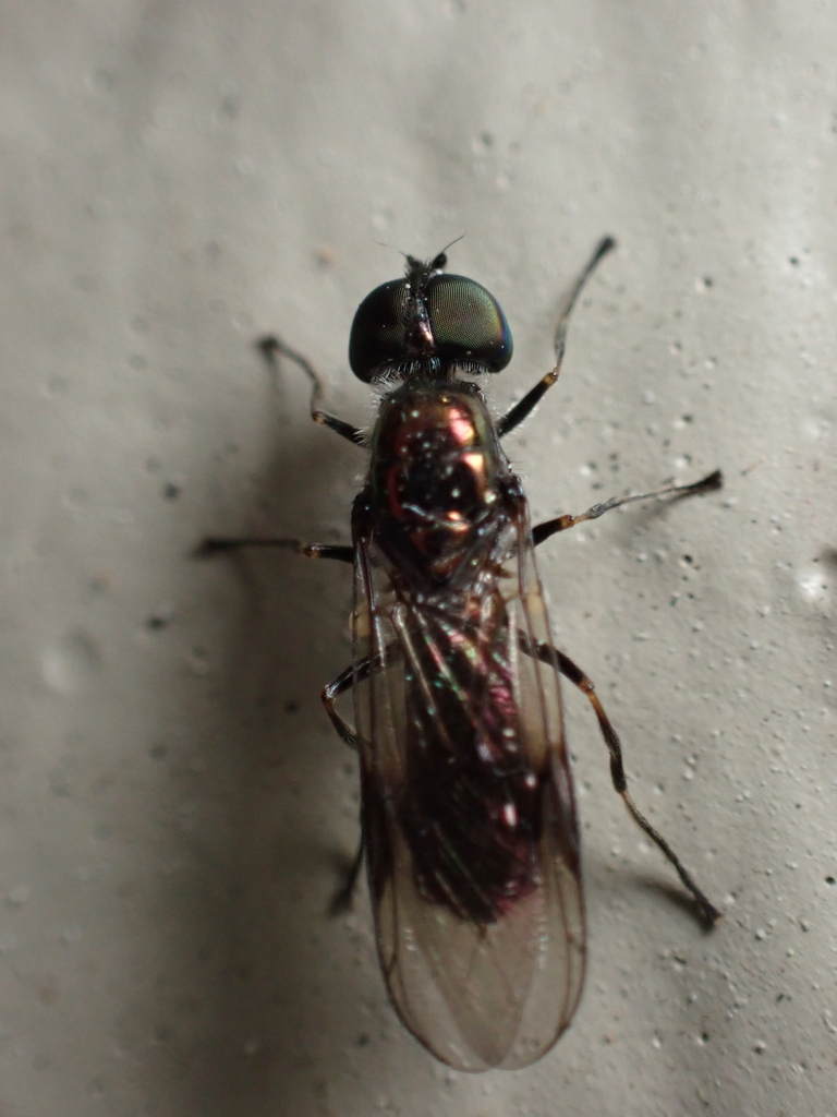 Clouded Centurion Fly