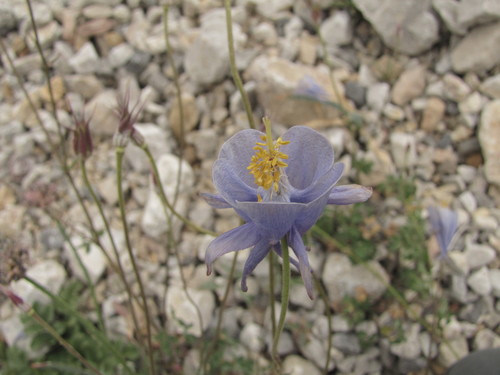 Aquilegia vicaria