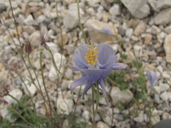 Aquilegia tianschanica