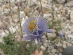 Aquilegia tianschanica