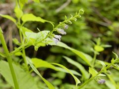 Scutellaria lateriflora lateriflora