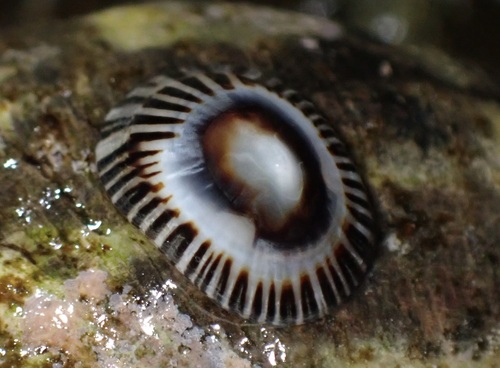 Black-rib Limpet