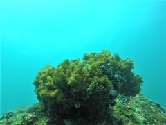 Pocillopora capitata