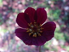 Cosmos jaliscensis