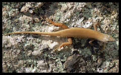 Trachylepis lacertiformis