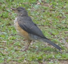 Turdus pelios