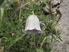 Codonopsis clematidea