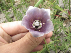 Codonopsis clematidea