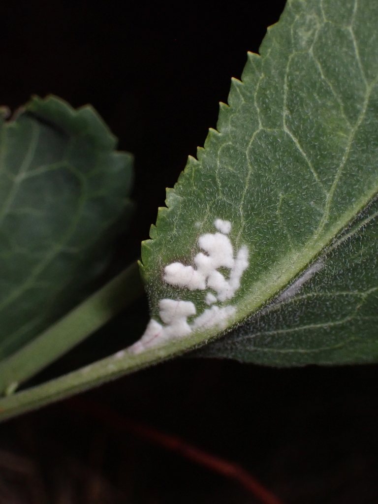 White Rust on a plant