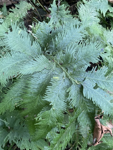 Selaginella anceps