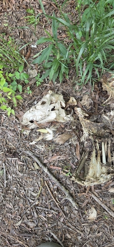 White-tailed Deer photographed in Alabama