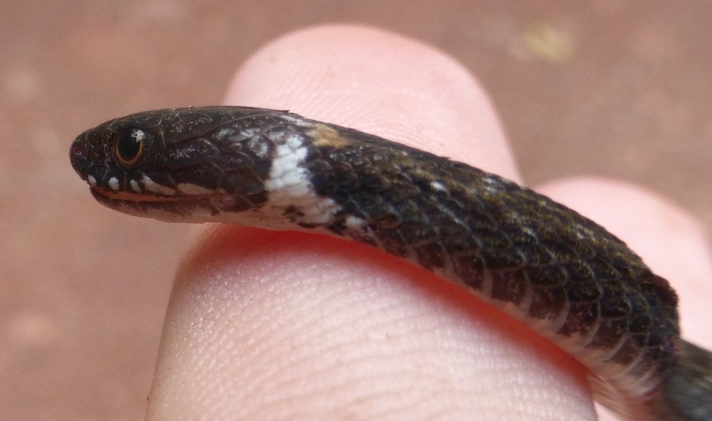 Pale-Headed Forest Snake