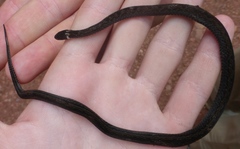 Pale-Headed Forest Snake photo 3
