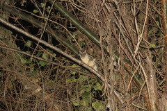 Philander opossum fuscogriseus