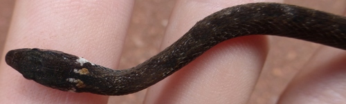 Pale-headed forest snake